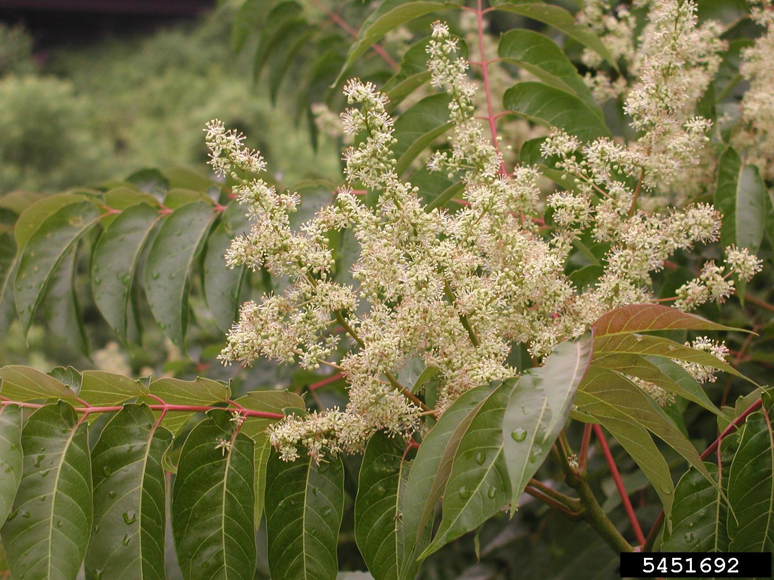 Tree of heaven flowers.